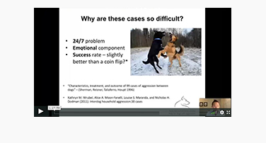 Dog-Dog Aggression with Michael Shikashio