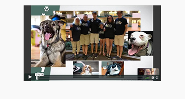 Crawling Babies – Conflicted Dogs; Jennifer Shryock