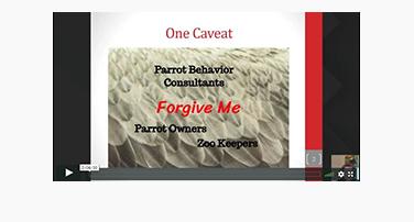 Feather Destructive Behavior, Screaming and Biting (In Parrots) with Pamela Clark