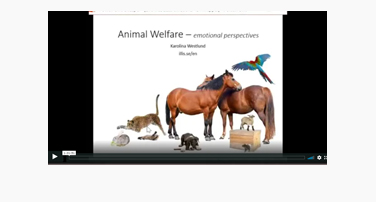 Animal Emotions with Dr. Karolina Westlund