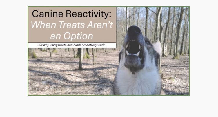 Canine Reactivity: When Treats Aren’t An Option with Lisa Longo